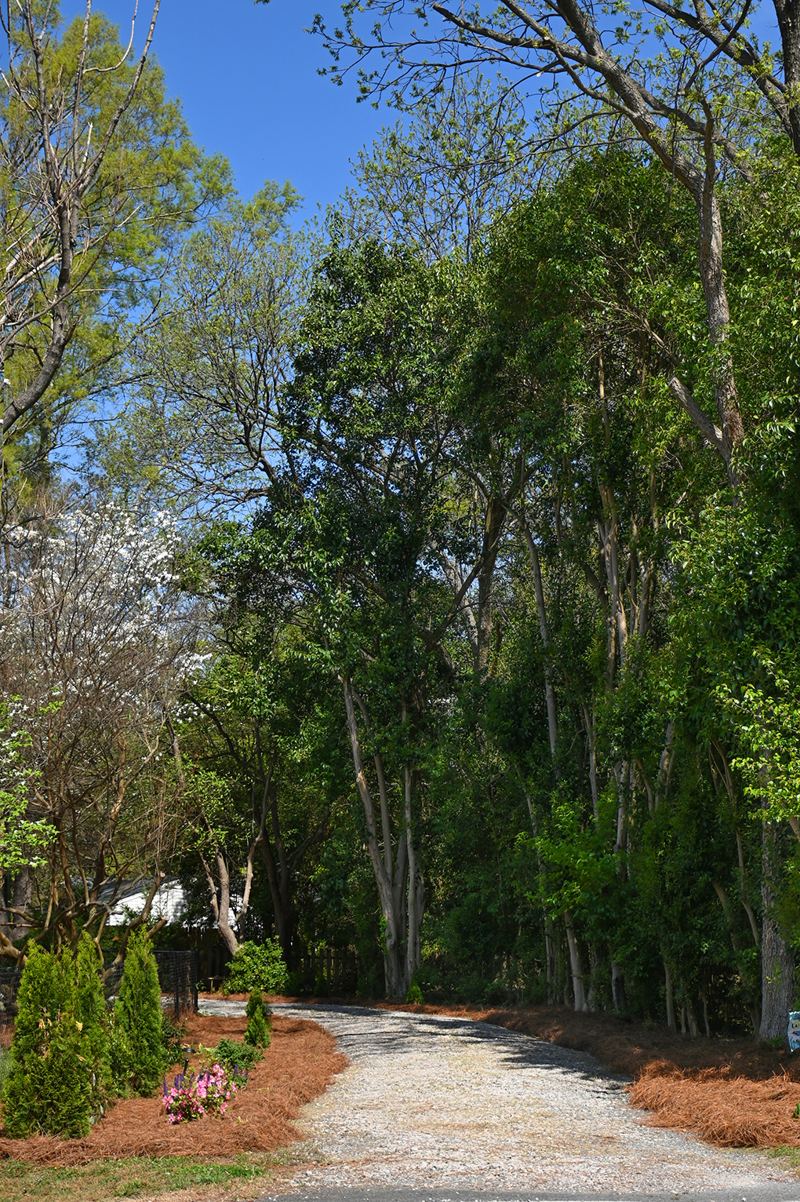 The Garden House